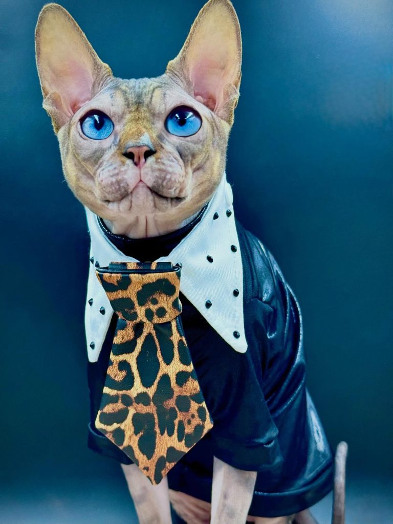 Dynamite, a Wrinklebottom Sphynx