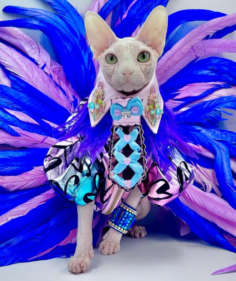 Bubbles, a Wrinklebottom Sphynx