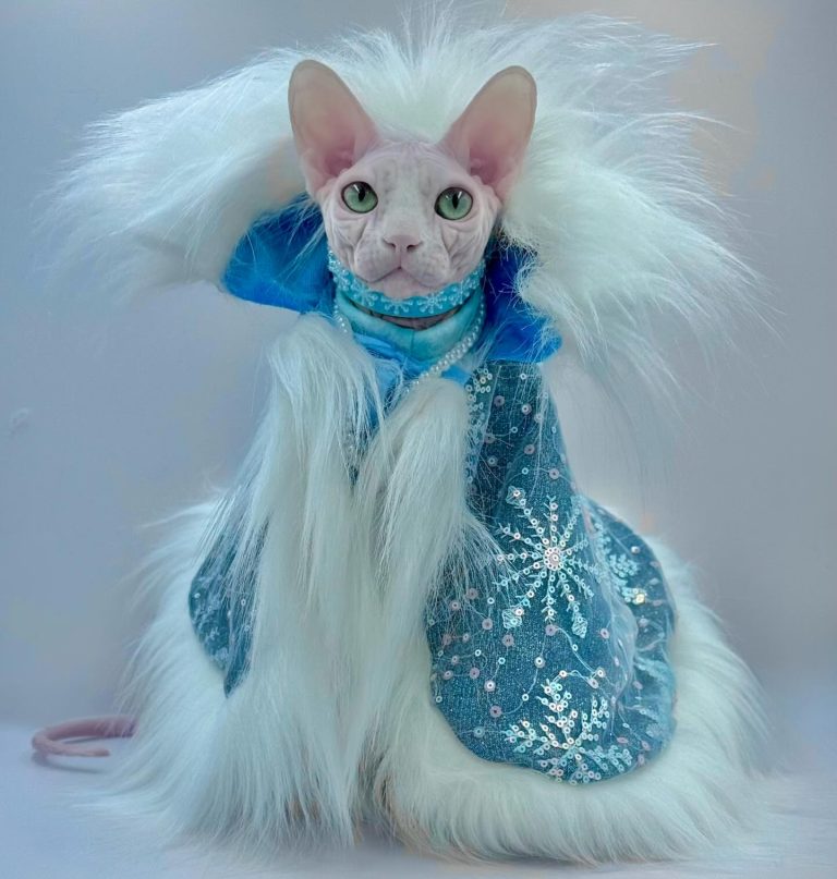 Bubbles, a Wrinklebottom Sphynx