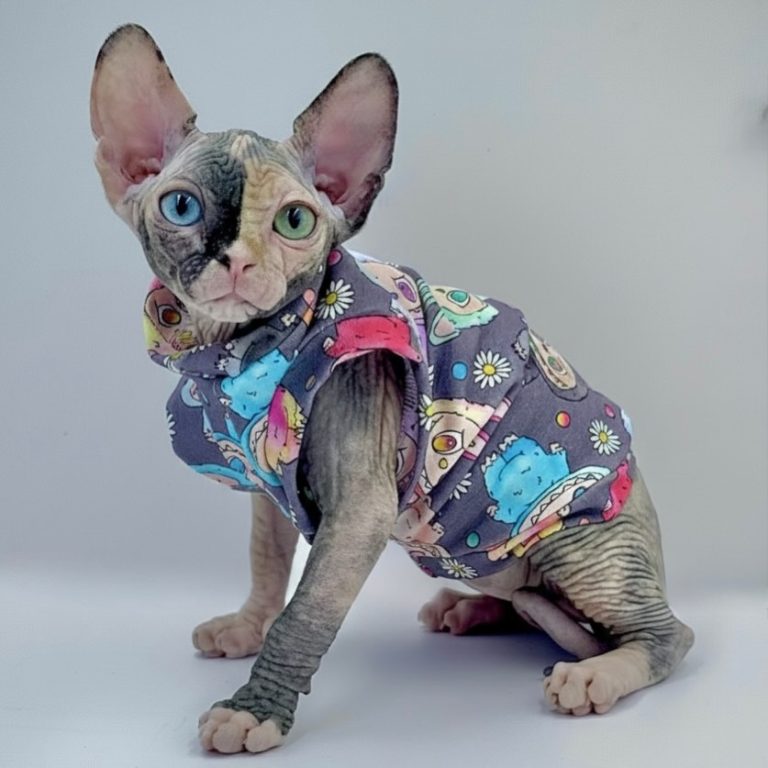 Diva, a Wrinklebottom Sphynx