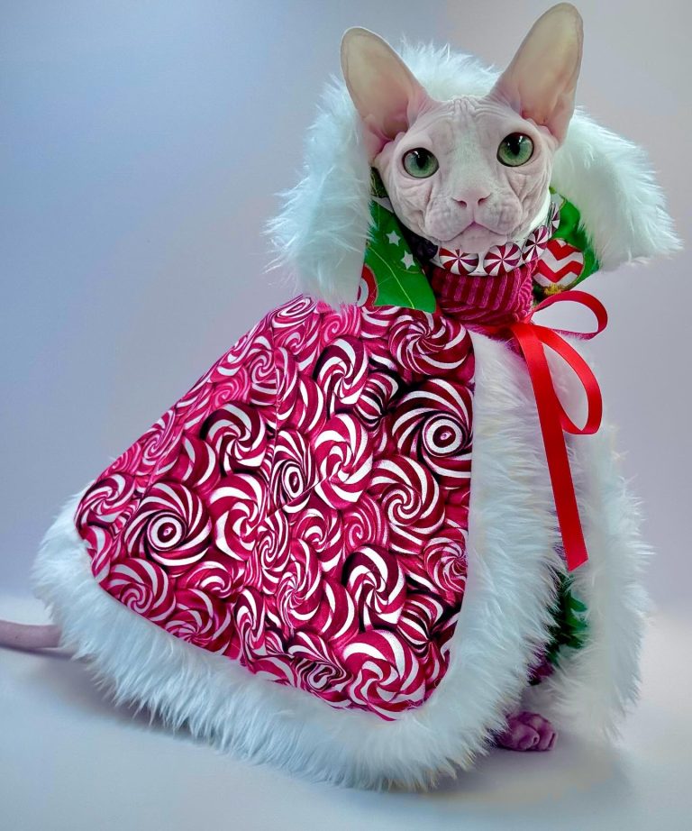 Bubbles, a Wrinklebottom Sphynx