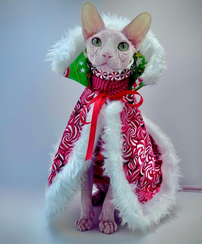 Bubbles, a Wrinklebottom Sphynx