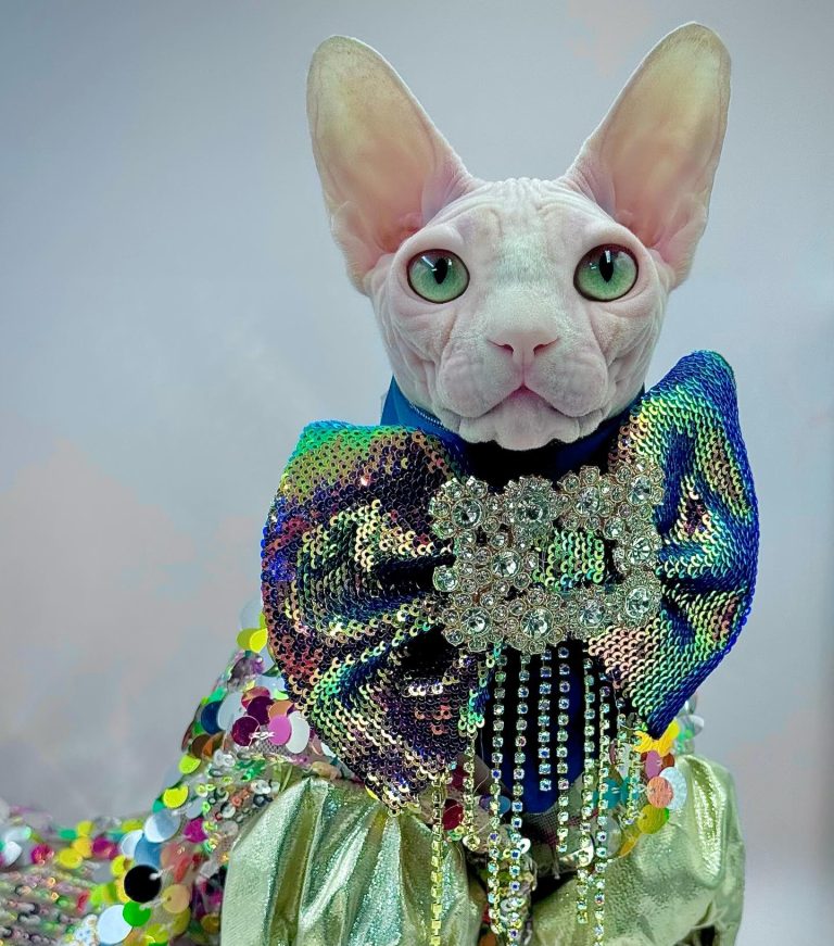 Bubbles, a Wrinklebottom Sphynx