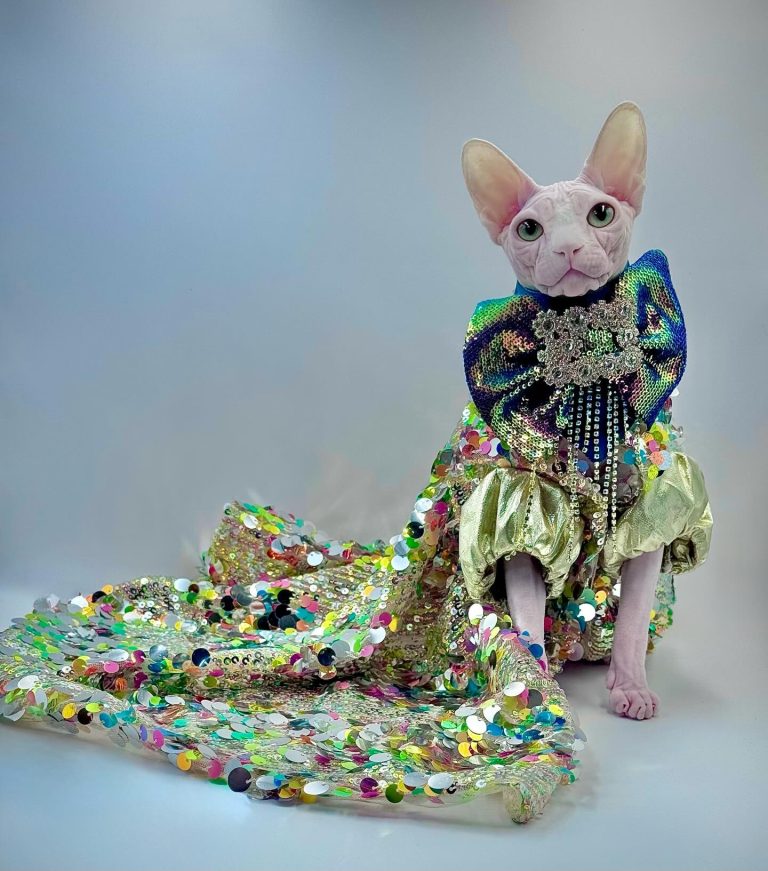 Bubbles, a Wrinklebottom Sphynx
