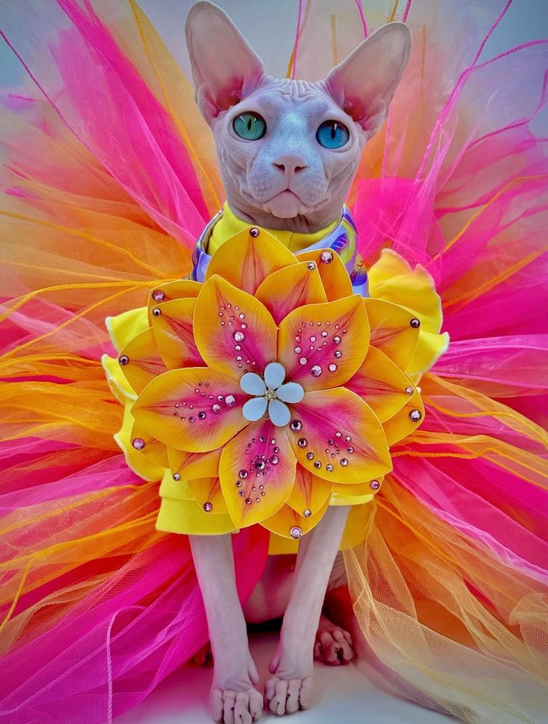 Daisy, a Wrinklebottom Sphynx