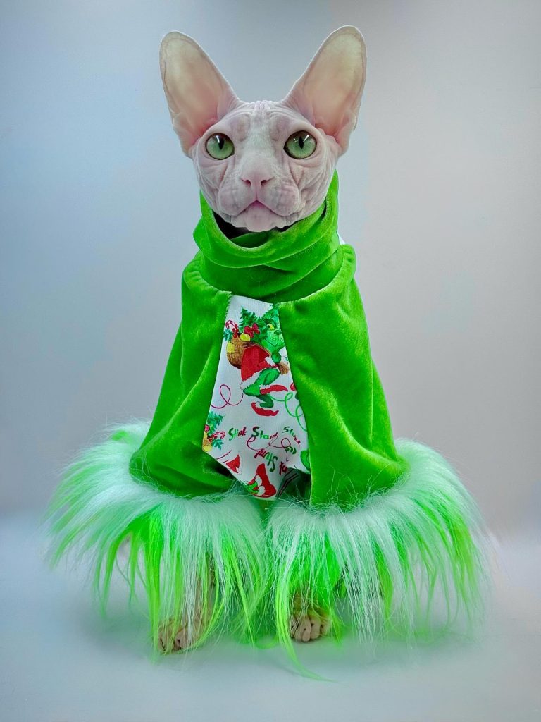 Bubbles, a Wrinklebottom Sphynx