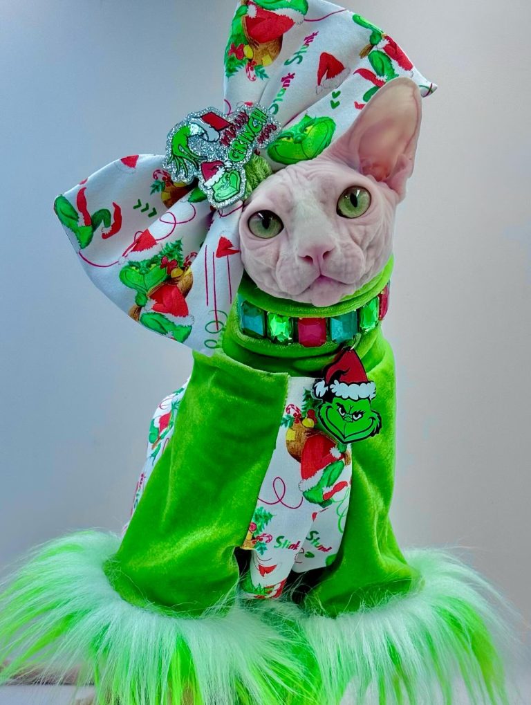 Bubbles, a Wrinklebottom Sphynx