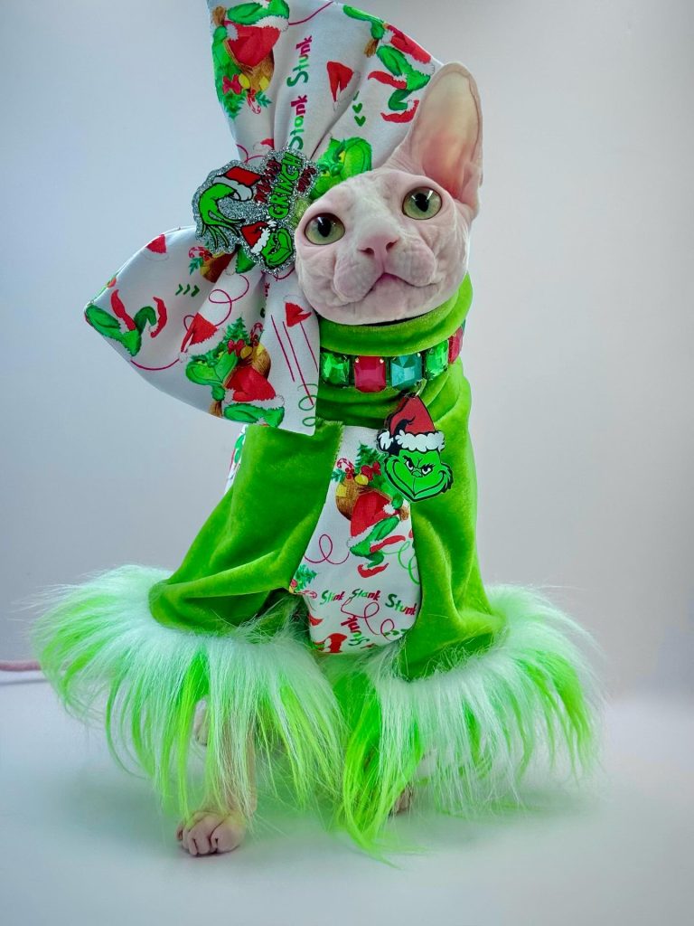 Bubbles, a Wrinklebottom Sphynx