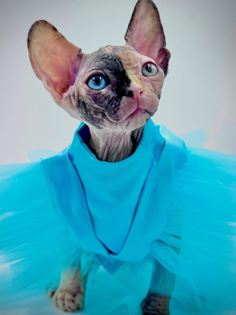 Diva, a Wrinklebottom Sphynx