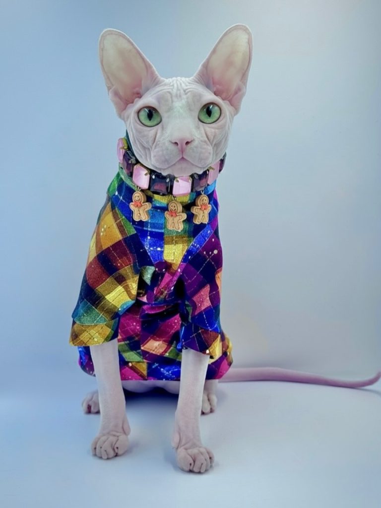 Bubbles, a Wrinklebottom Sphynx