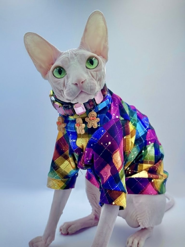 Bubbles, a Wrinklebottom Sphynx