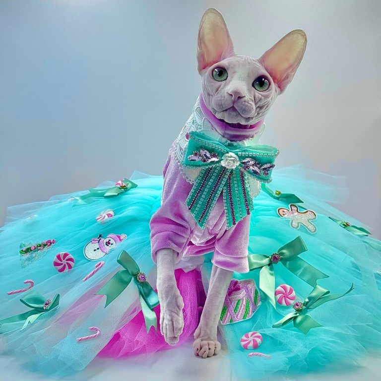 Bubbles, a Wrinklebottom Sphynx
