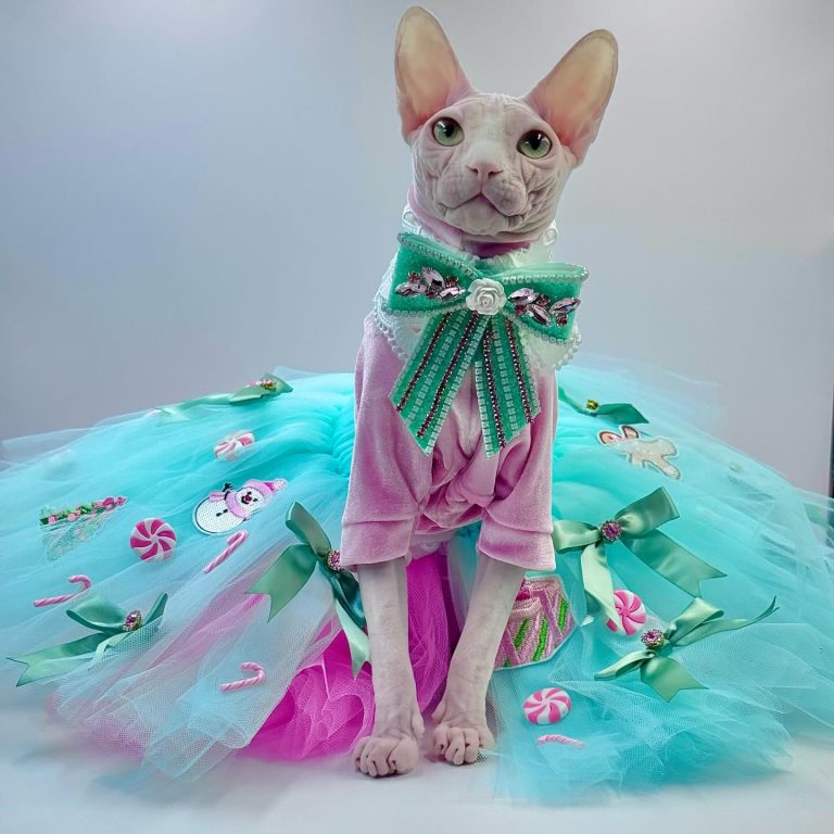 Bubbles, a Wrinklebottom Sphynx