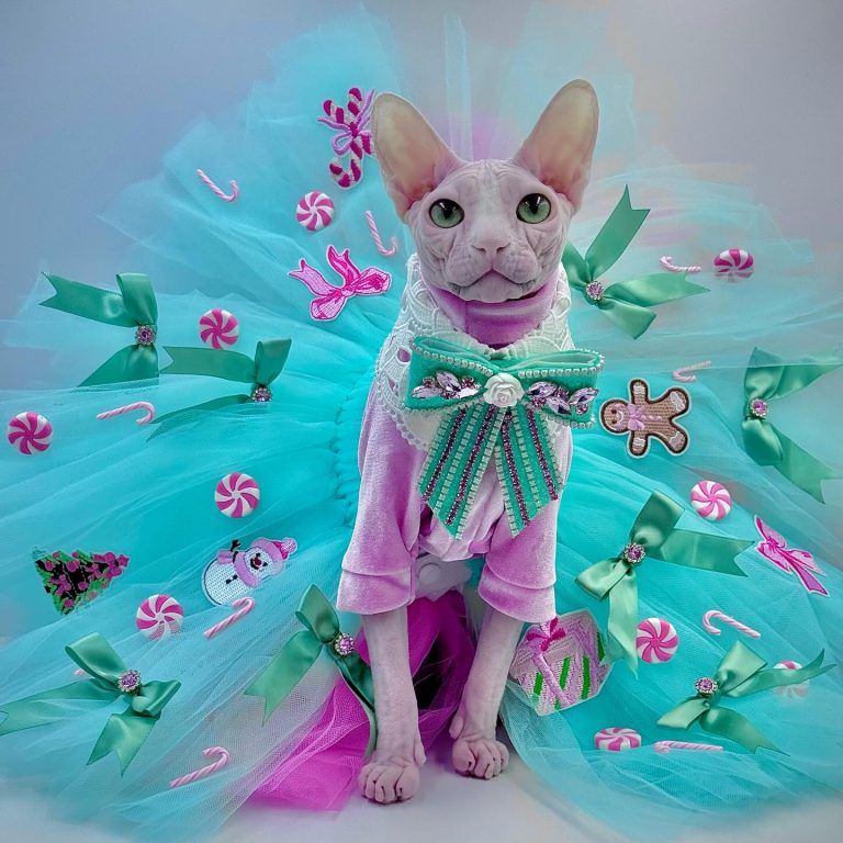 Bubbles, a Wrinklebottom Sphynx