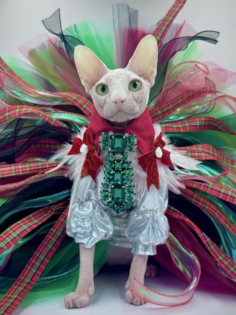 Bubbles, a Wrinklebottom Sphynx