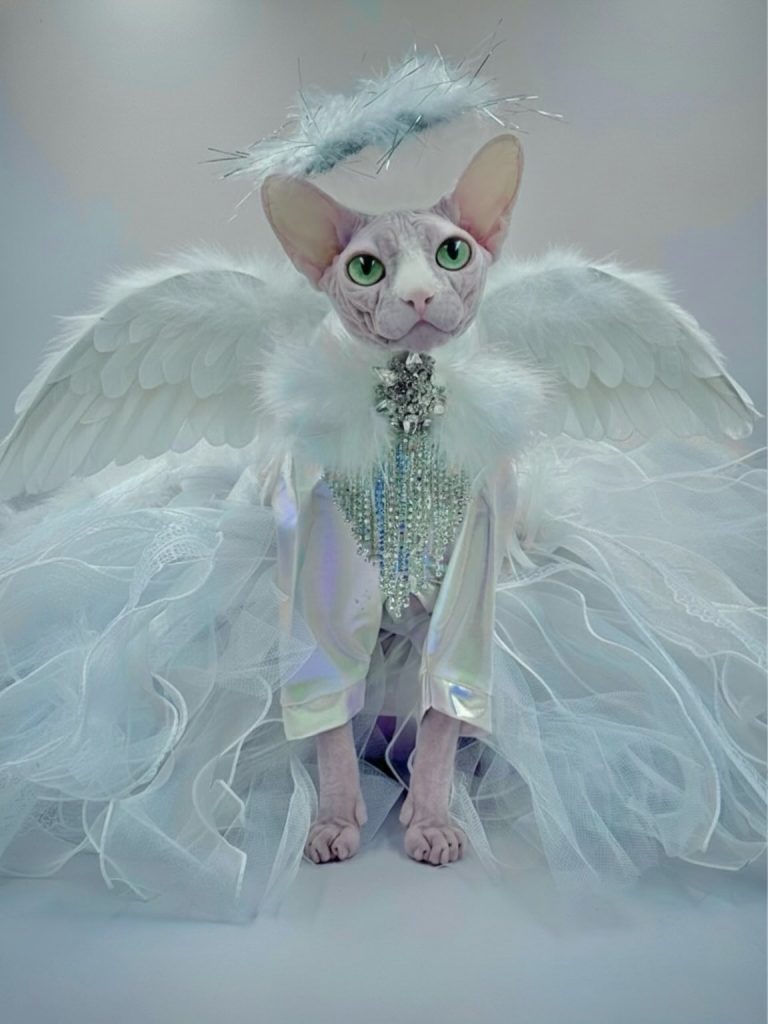 Bubbles, a Wrinklebottom Sphynx