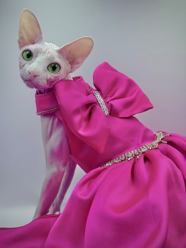 Bubbles, a Wrinklebottom Sphynx