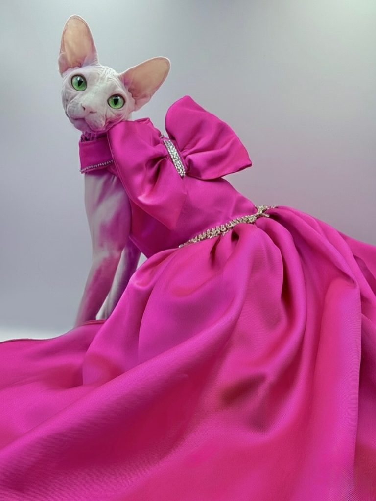 Bubbles, a Wrinklebottom Sphynx