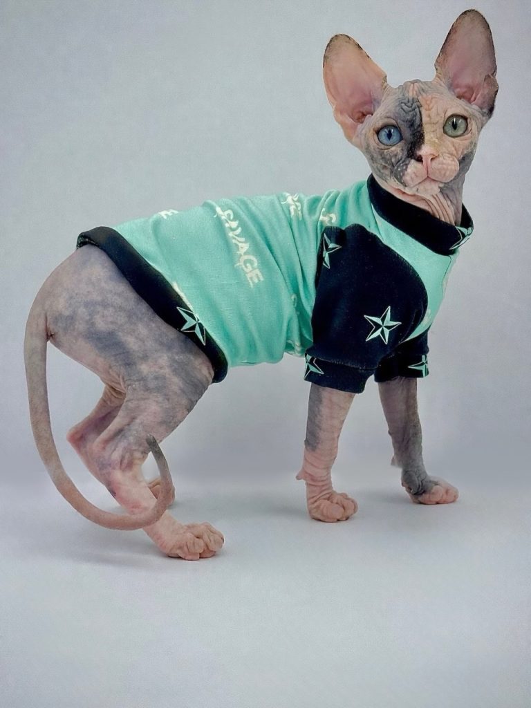 Diva, a Wrinklebottom Sphynx