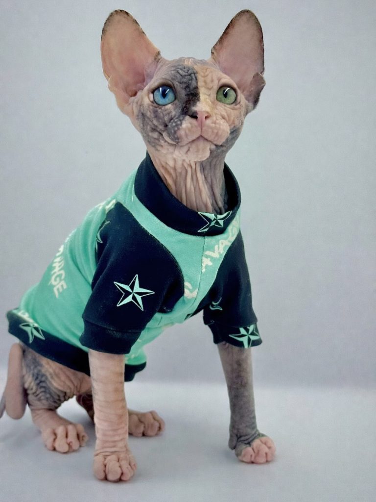 Diva, a Wrinklebottom Sphynx