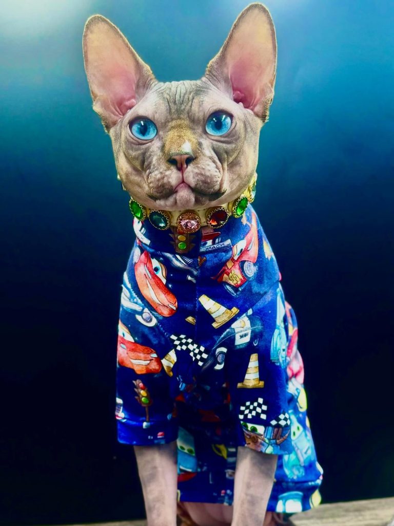 Dynamite, a Wrinklebottom Sphynx