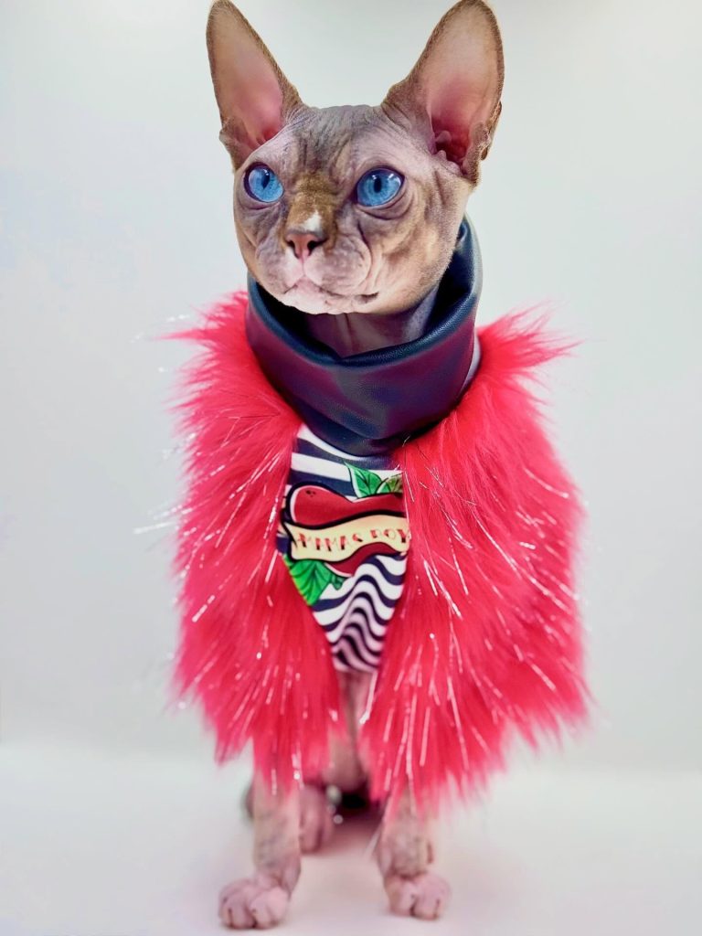 Dynamite, a Wrinklebottom Sphynx