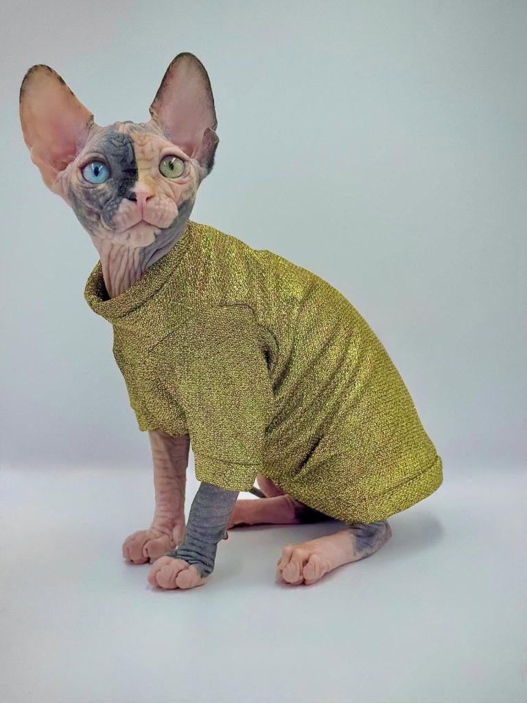 Diva, a Wrinklebottom Sphynx