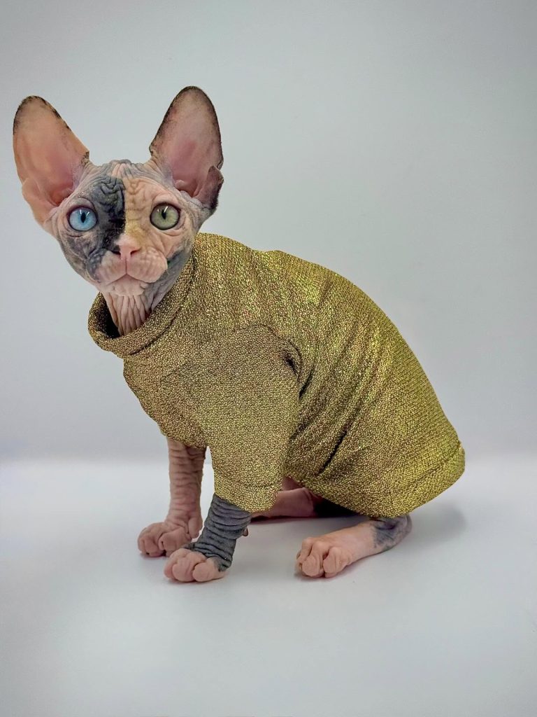 Diva, a Wrinklebottom Sphynx