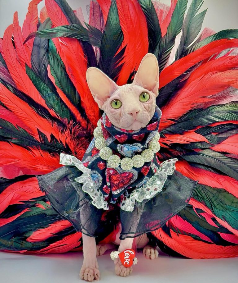 Bubbles, a Wrinklebottom Sphynx