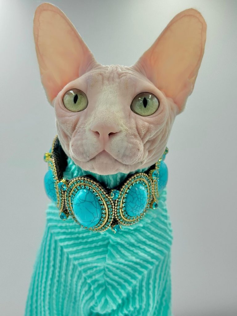 Bubbles, a Wrinklebottom Sphynx