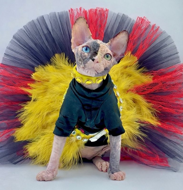 Diva, a Wrinklebottom Sphynx