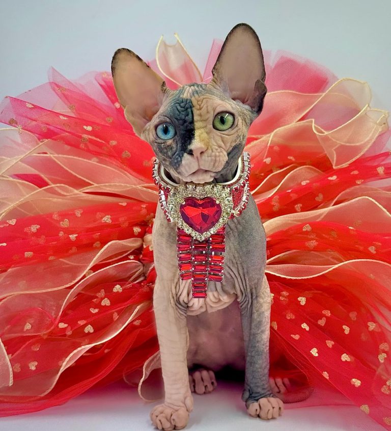 Diva, a Wrinklebottom Sphynx