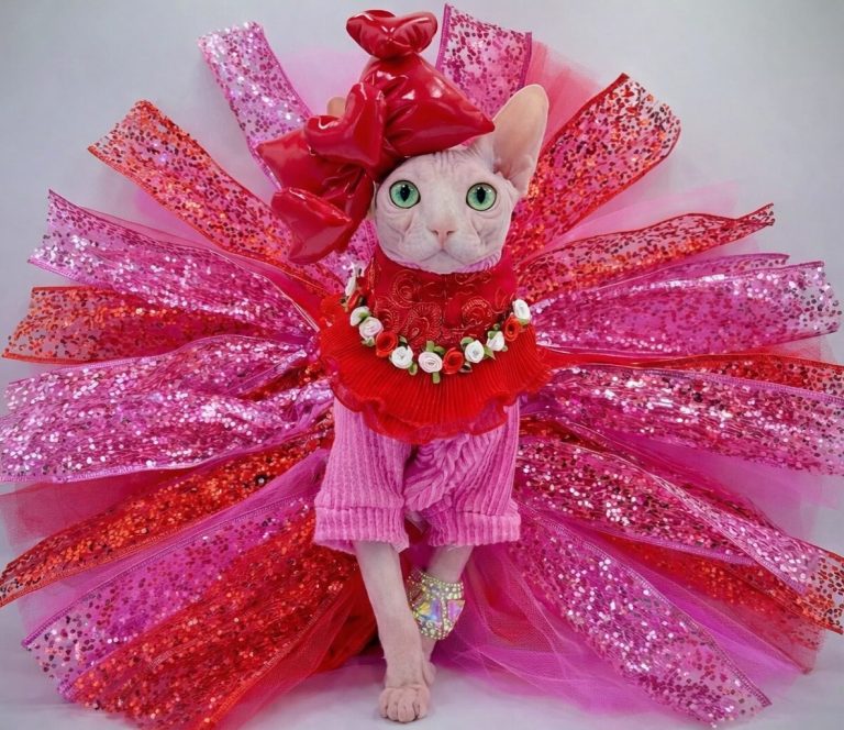 Bubbles, a Wrinklebottom Sphynx