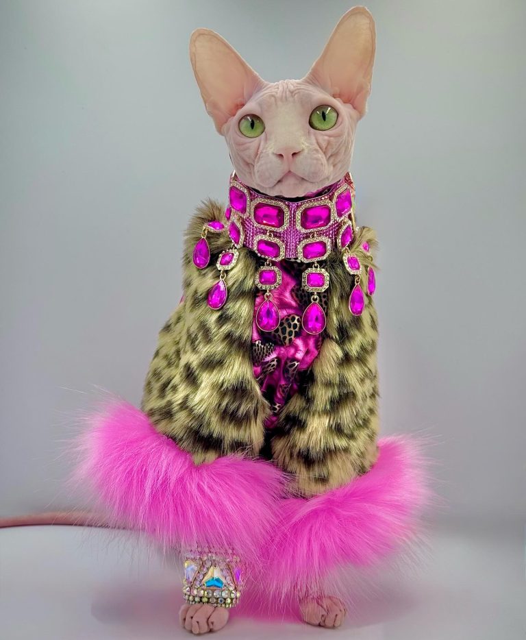 Bubbles, a Wrinklebottom Sphynx