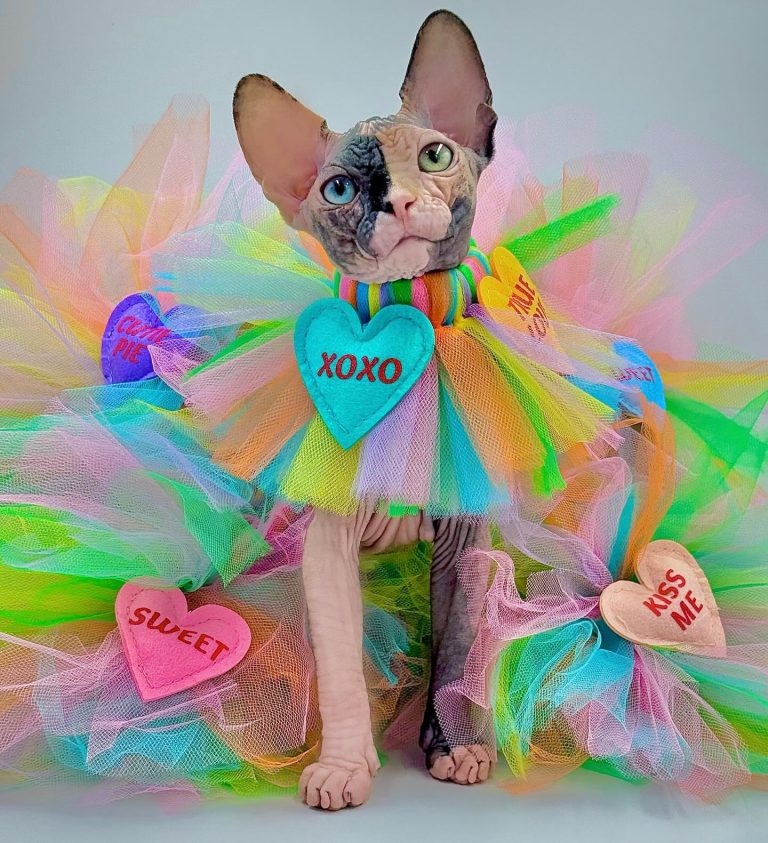 Diva, a Wrinklebottom Sphynx