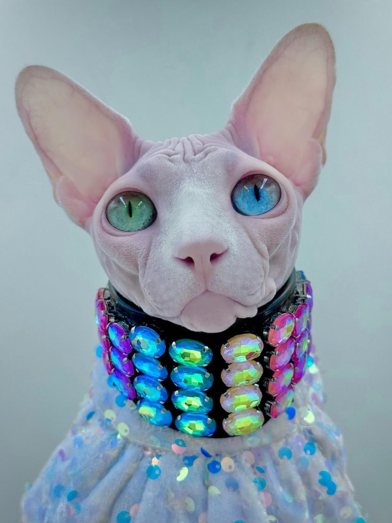 Daisy, a Wrinklebottom Sphynx