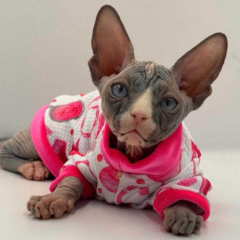 Diamond, a Wrinklebottom Sphynx