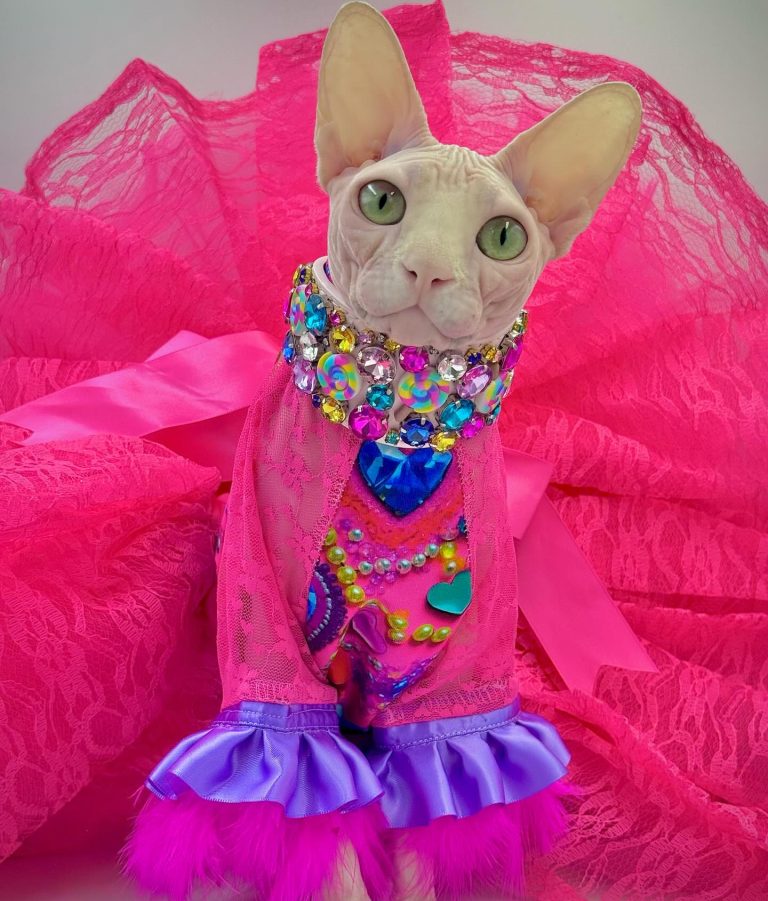 Bubbles, a Wrinklebottom Sphynx