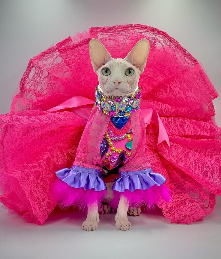 Bubbles, a Wrinklebottom Sphynx