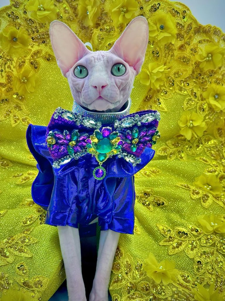 Bubbles, a Wrinklebottom Sphynx