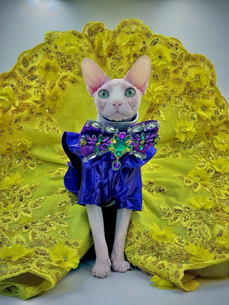 Bubbles, a Wrinklebottom Sphynx