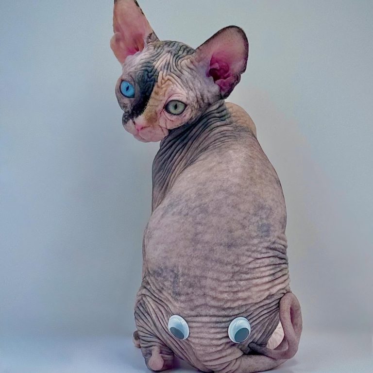 Diva, a Wrinklebottom Sphynx