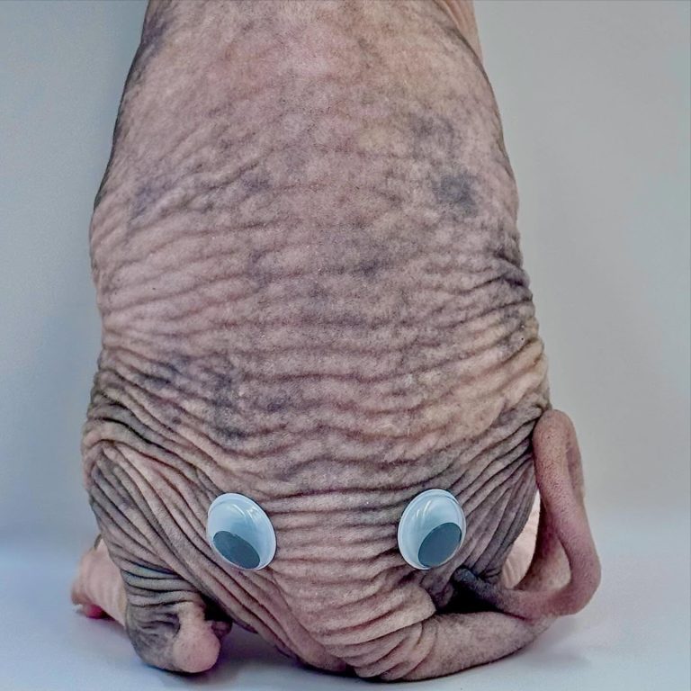 Diva, a Wrinklebottom Sphynx