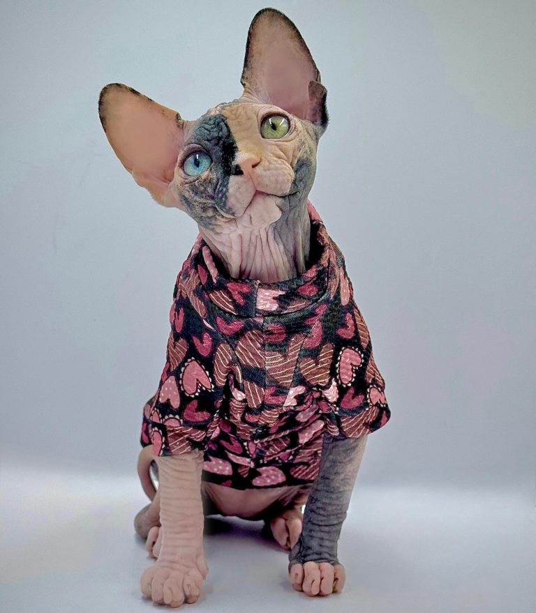 Diva, a Wrinklebottom Sphynx