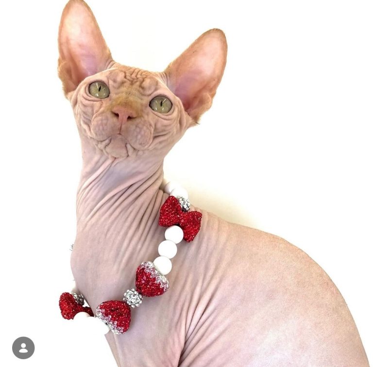 Delux, a Wrinklebottom Sphynx