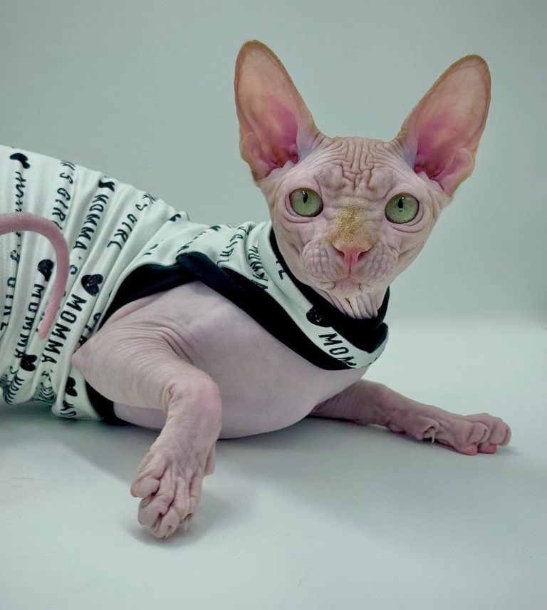 Delux, a Wrinklebottom Sphynx
