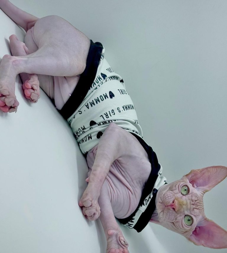 Delux, a Wrinklebottom Sphynx