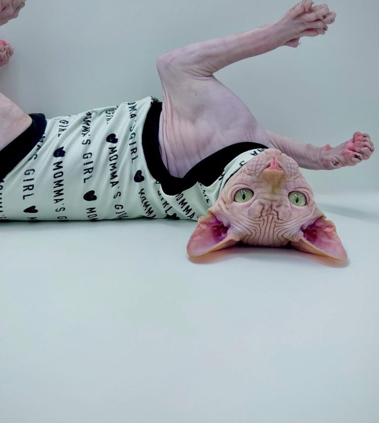 Delux, a Wrinklebottom Sphynx