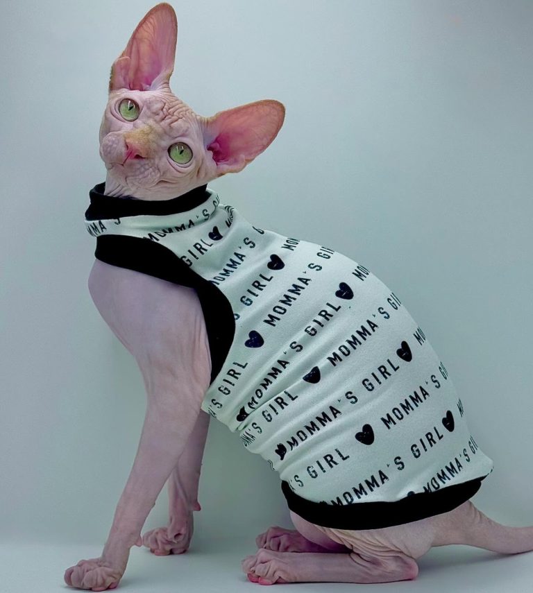 Delux, a Wrinklebottom Sphynx