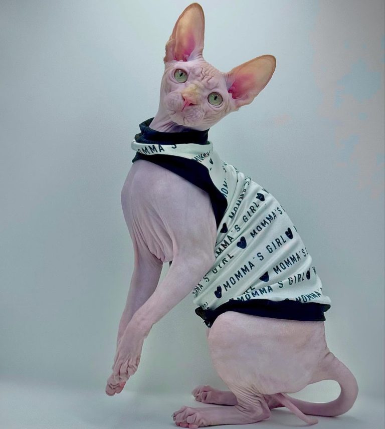Delux, a Wrinklebottom Sphynx